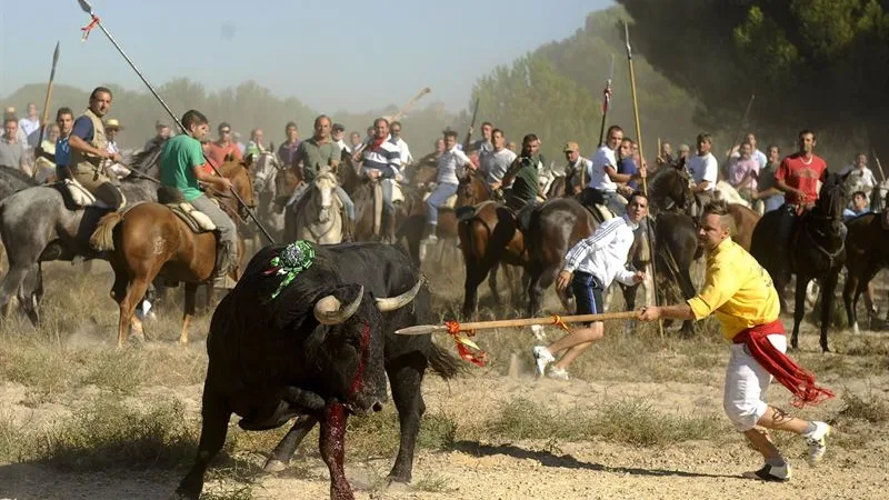 Toro siendo lanceado durante la fiesta del Toro de la Vega