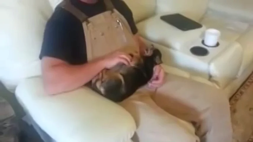 Frame 68.423332 de: Un perro chihuahua que se hace el muerto cuando lo alejan de su dueño se hace viral