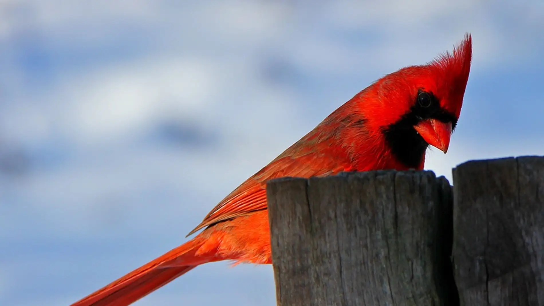 Pájaro rojo
