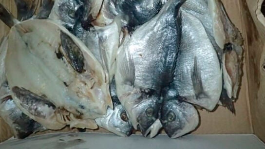 Imagen del pescado que encontraron en la caja de cart&oacute;n