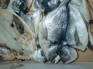 Imagen del pescado que encontraron en la caja de cartón Imagen del pescado que encontraron en la caja de cartón