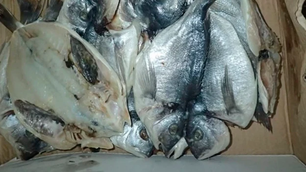 Imagen del pescado que encontraron en la caja de cartón