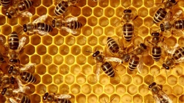 Una colmena de abejas