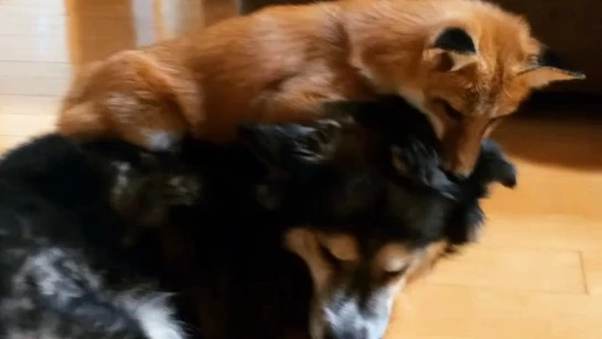El zorro y el perro que convierten su sorprendente amistad en viral El zorro y el perro que convierten su sorprendente amistad en viral