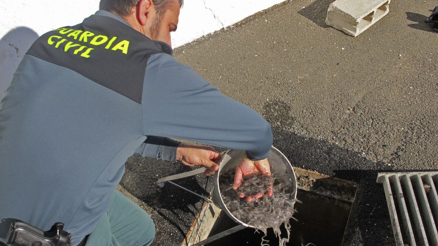 Operaci&oacute;n que desarticul&oacute; una red para legalizar la venta de angulas pescadas de forma irregular. 