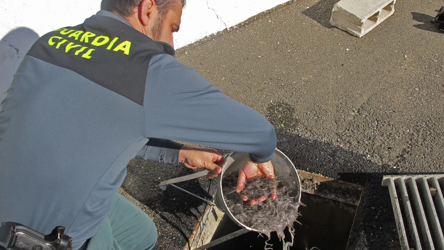 Operación que desarticuló una red para legalizar la venta de angulas pescadas de forma irregular. Operación que desarticuló una red para legalizar la venta de angulas pescadas de forma irregular.