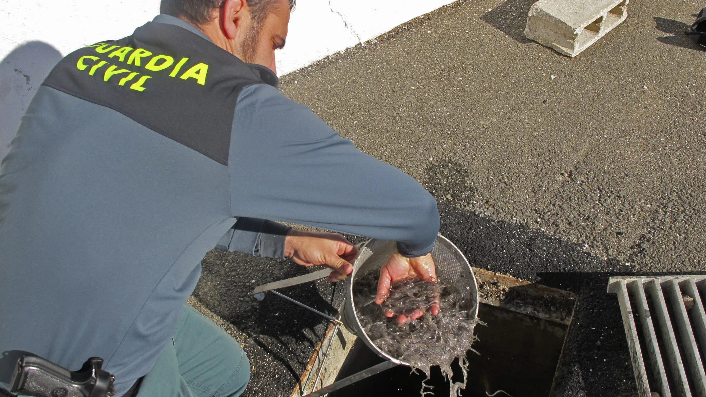 Operación que desarticuló una red para legalizar la venta de angulas pescadas de forma irregular. 