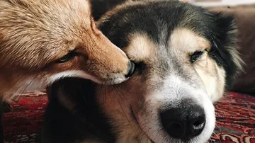 El zorro y el perro que convierten su sorprendente amistad en viral