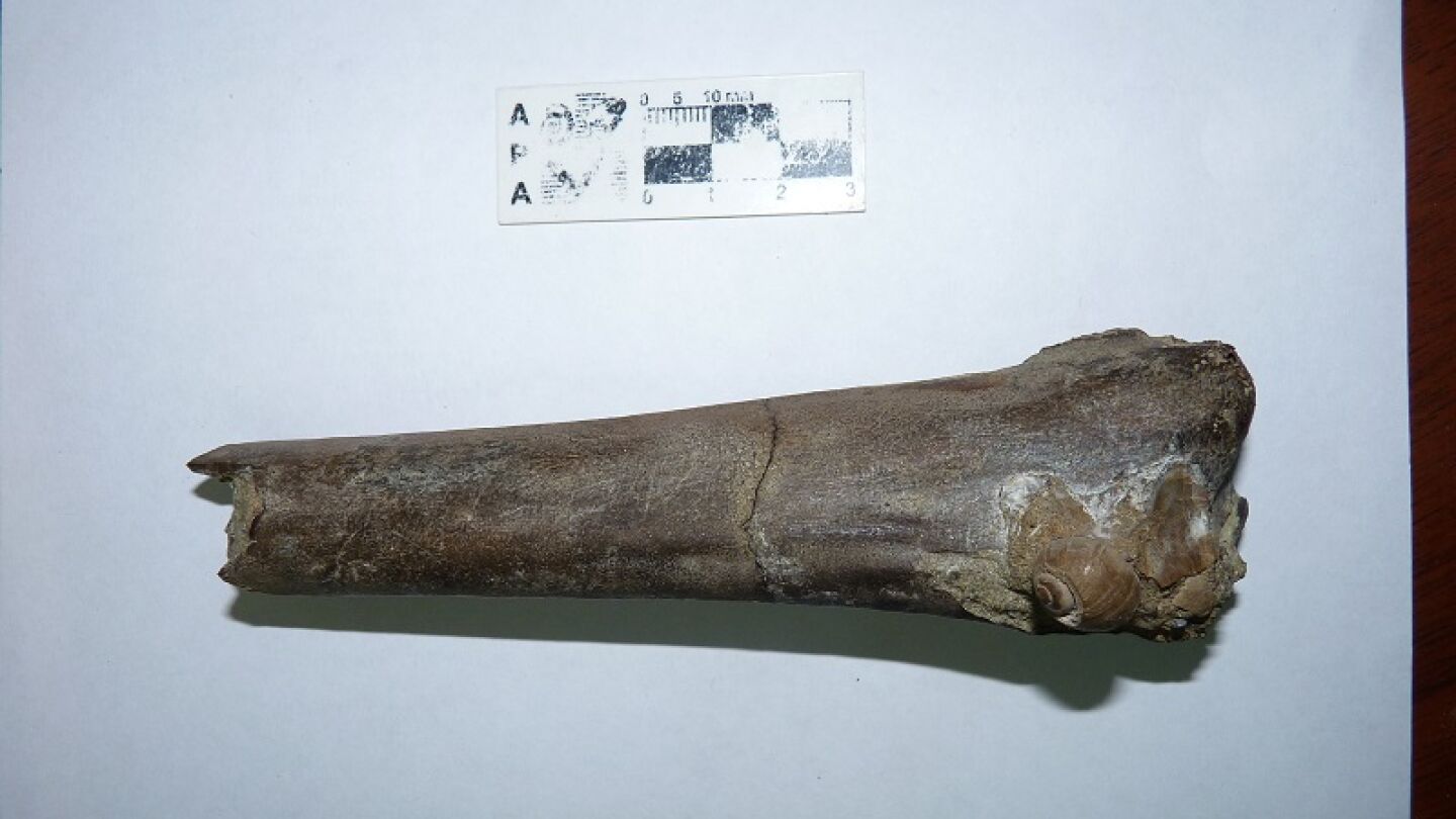 Los restos del ave, correspondientes al per&iacute;odo Eoceno, han sido encontrados en la Ant&aacute;rtida por investigadores de Argentina. "Es un ave de m&aacute;s de seis metros de envergadura alar, la mayor y la m&aacute;s antigua de la que se tenga registro", han destacado.