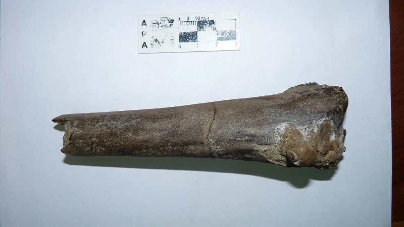 Hallan en la Antártida restos del ave más grande y antigua registrada hasta la fecha Los restos del ave, correspondientes al período Eoceno, han sido encontrados en la Antártida por investigadores de Argentina. "Es un ave de más de seis metros de envergadura alar, la mayor y la más antigua de la que se tenga registro", han destacado.