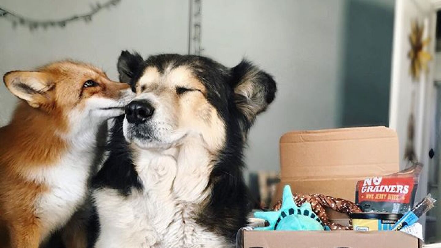 El zorro y el perro que convierten su sorprendente amistad en viral