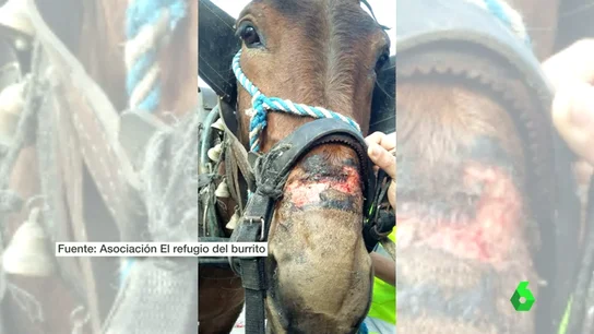 Frame 23.116905 de: CABALLOS ROCIO Frame 23.116905 de: CABALLOS ROCIO