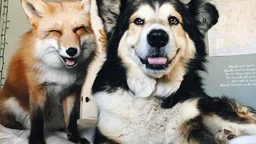 El zorro y el perro que han convertido su sorprendente amistad en viral