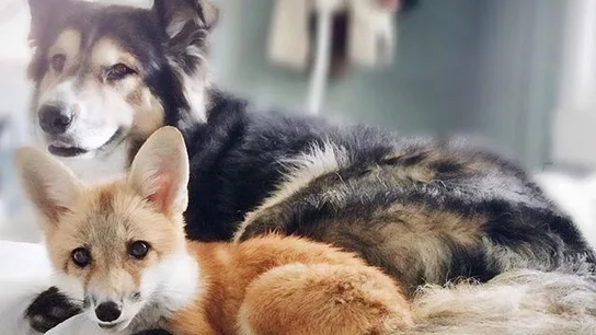 El zorro y el perro que convierten su sorprendente amistad en viral El zorro y el perro que convierten su sorprendente amistad en viral