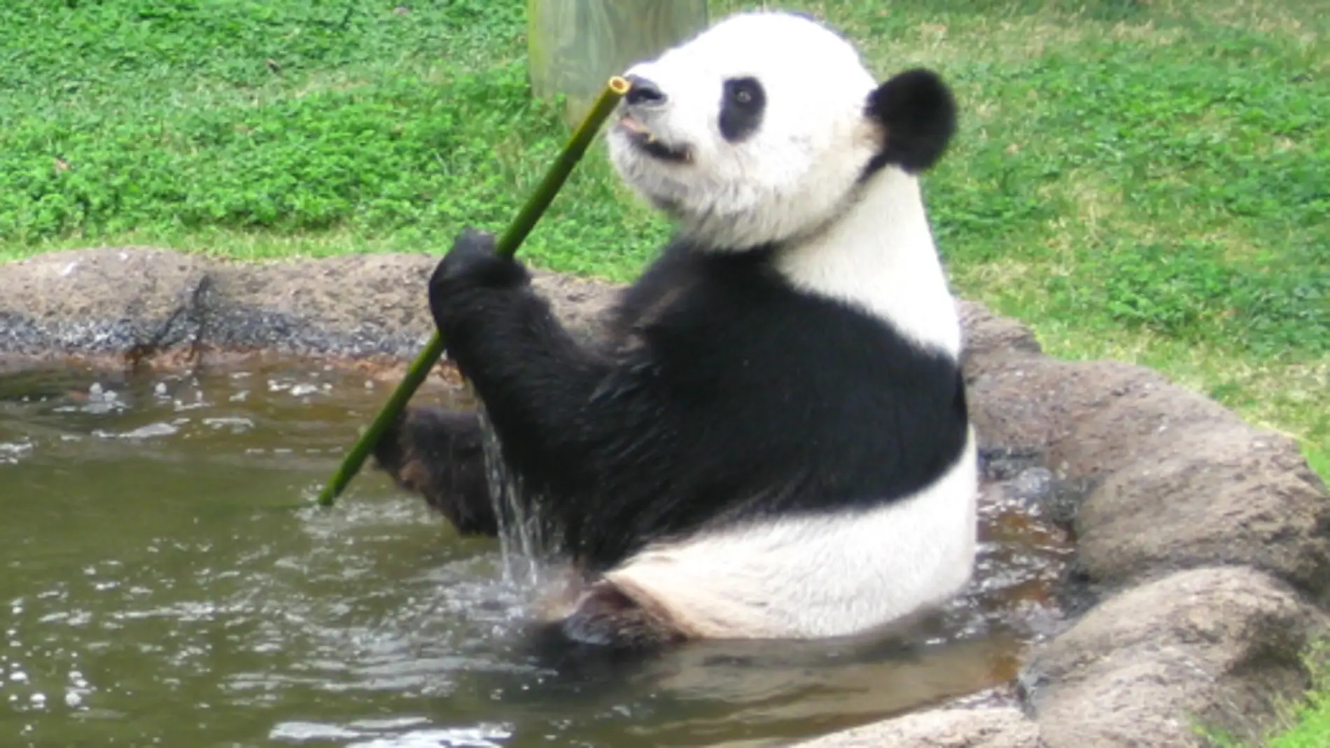 Panda gigante