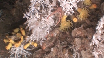 Los corales de agua fría potencian la bi