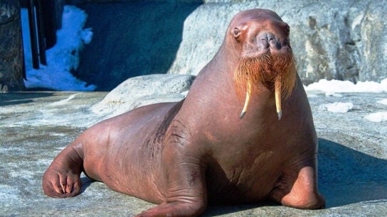 Imagen de una morsa en un zool&oacute;gico
