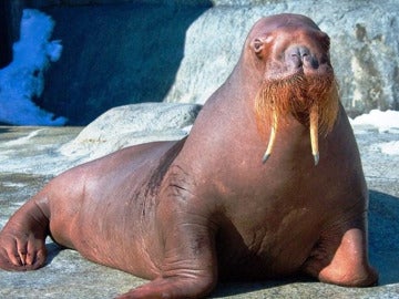 Imagen de una morsa en un zoológico Imagen de una morsa en un zoológico