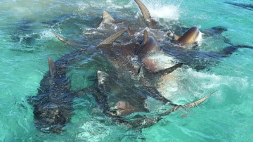 Decenas de tiburones atacan a una ballena