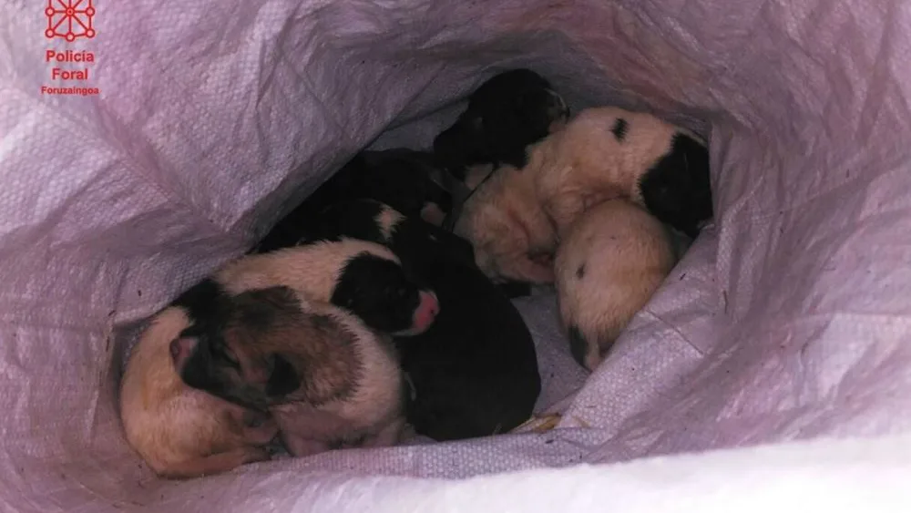 Imagen de los cachorros abandonados 