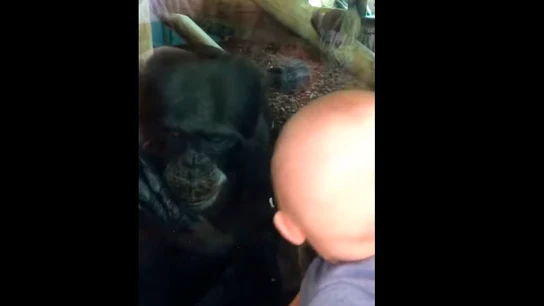 Chimpancé y bebé Chimpancé y bebé