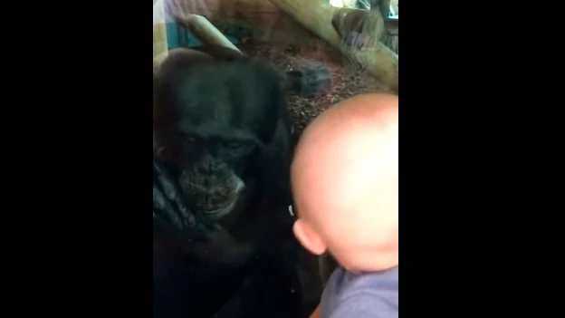 Chimpancé y bebé