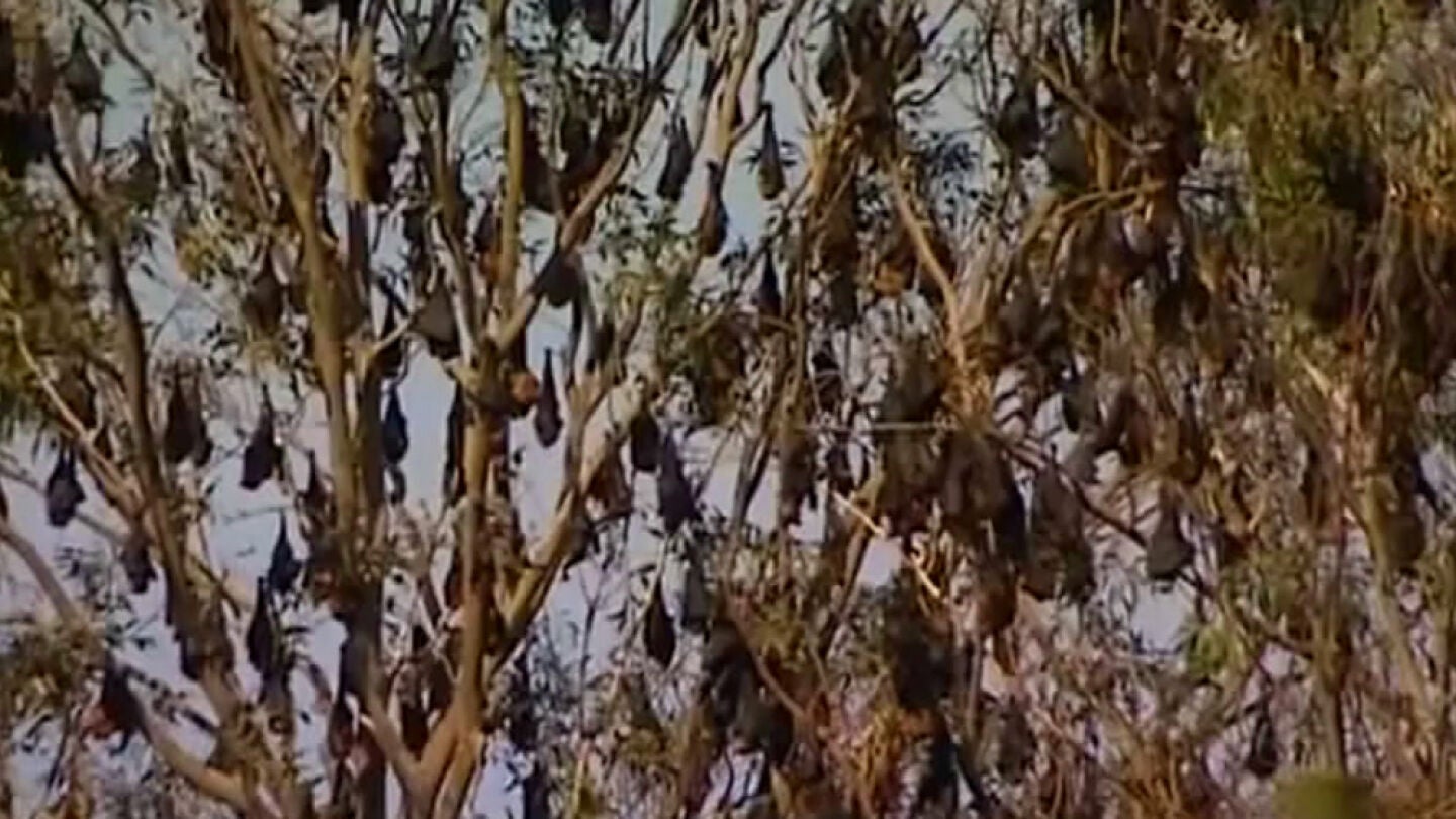Imagend e los murci&eacute;lagos en un &aacute;rbol