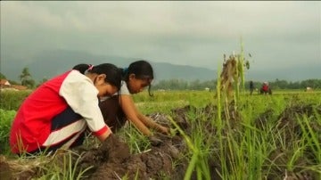 Frame 0.0 de: Denuncian la utilización de miles de niños como mano de obra en plantaciones de tabaco de Indonesia