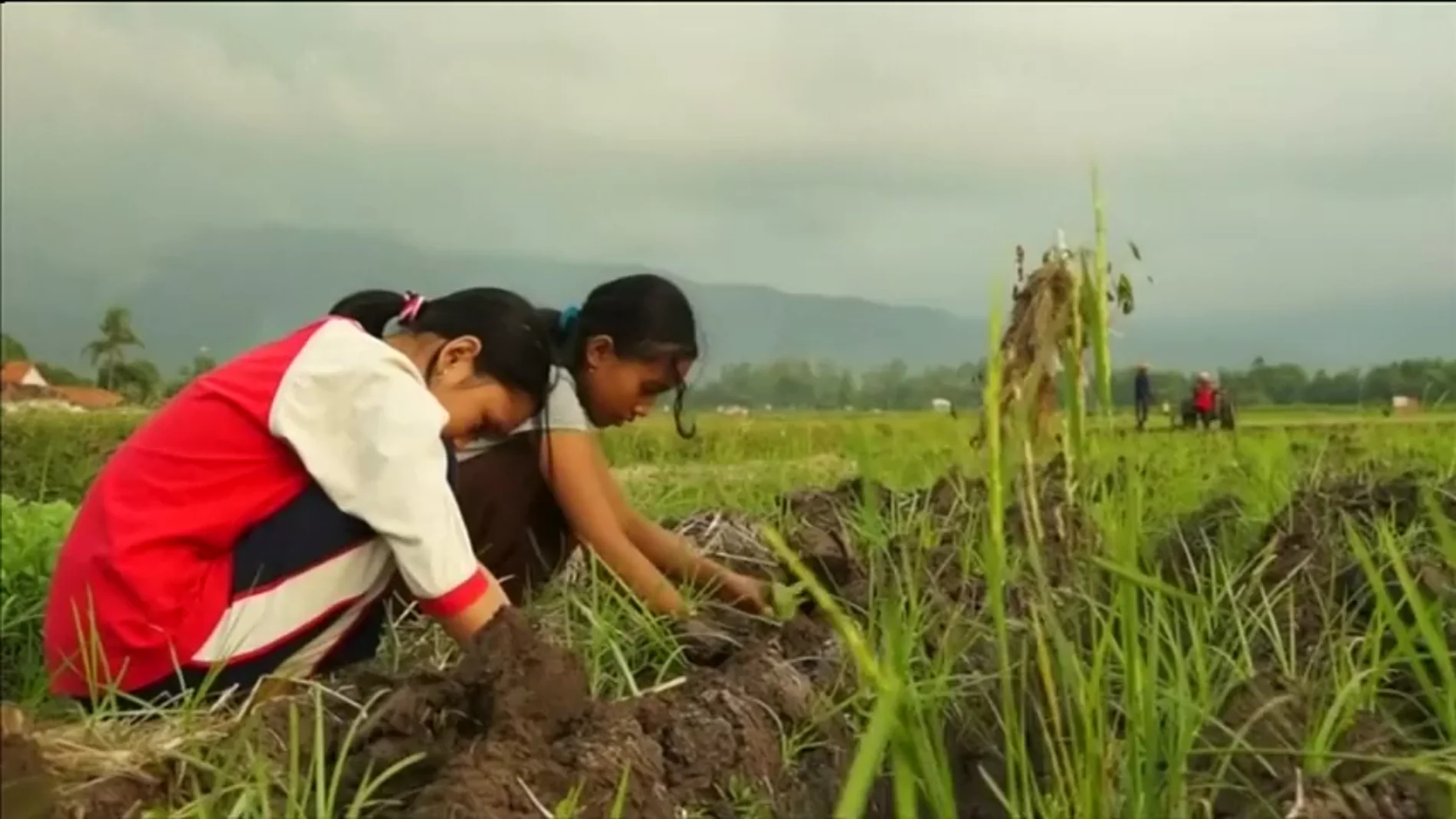 Frame 0.0 de: Denuncian la utilización de miles de niños como mano de obra en plantaciones de tabaco de Indonesia