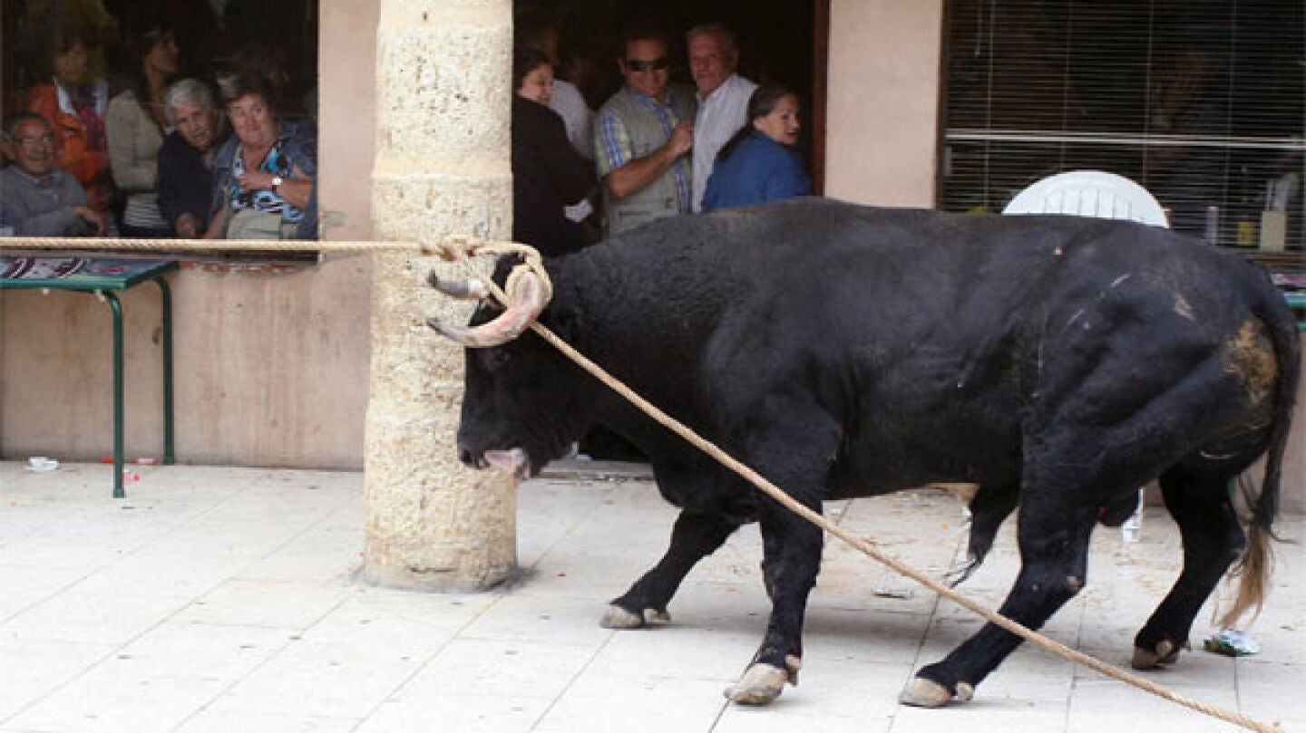 El Toro Enmaromado de Benavente