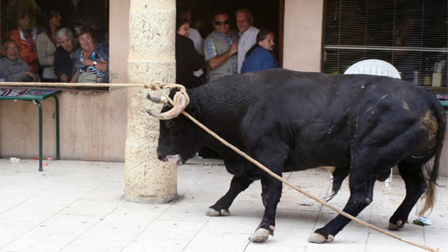 El Toro Enmaromado de Benavente El Toro Enmaromado de Benavente