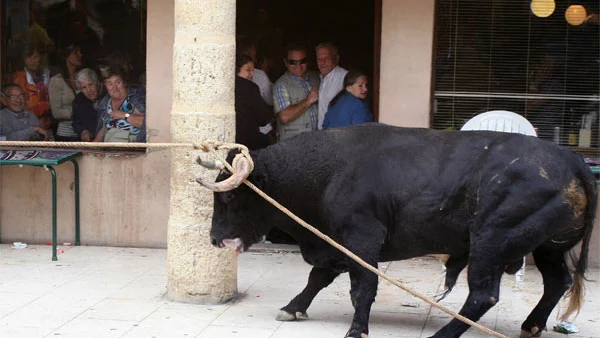 El Toro Enmaromado de Benavente