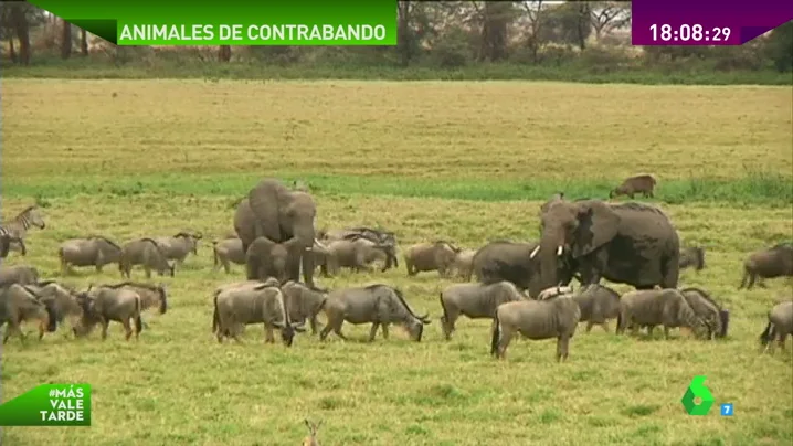 Frame 51.8862 de: trafico de animales