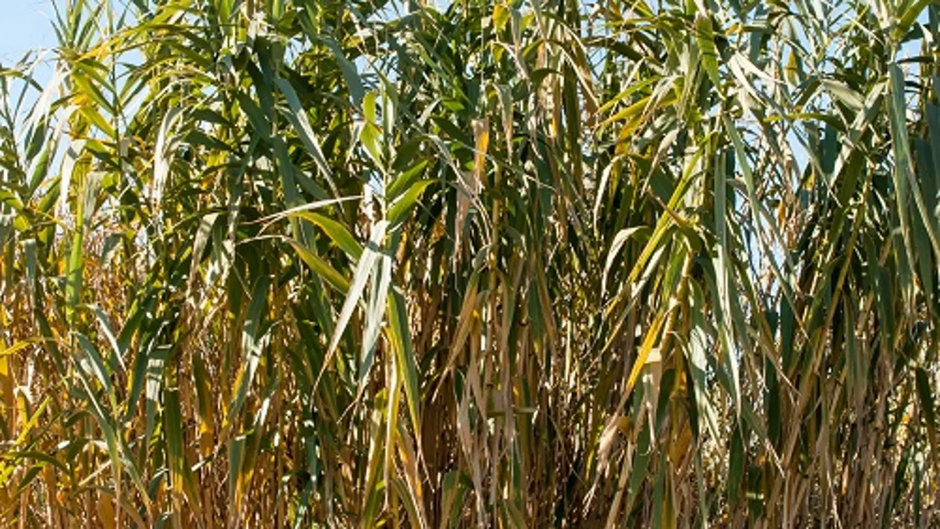 La caña (Arundo donax) es una planta inv