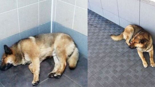 El animal espera desde hace una semana a su due&ntilde;o en el aeropuerto
