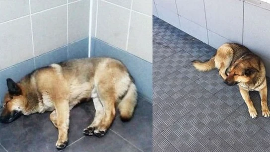 El animal espera desde hace una semana a su dueño en el aeropuerto El animal espera desde hace una semana a su dueño en el aeropuerto