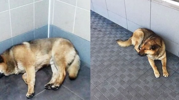 El animal espera desde hace una semana a su dueño en el aeropuerto El animal espera desde hace una semana a su dueño en el aeropuerto