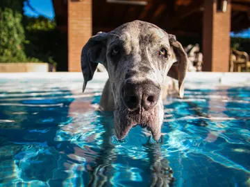 ¿Tu perro confía en ti cuando estás enfadado? ¿Tu perro confía en ti cuando estás enfadado?