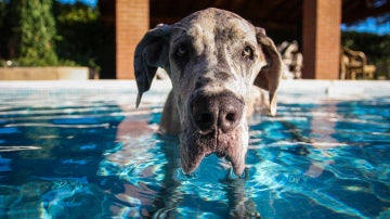 ¿Tu perro confía en ti cuando estás enfadado?