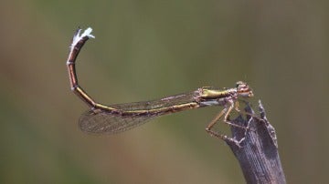 Caballito del diablo