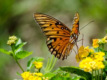 Mariposas Mariposas