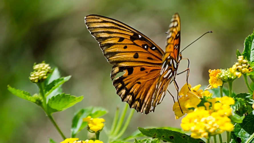 Mariposas