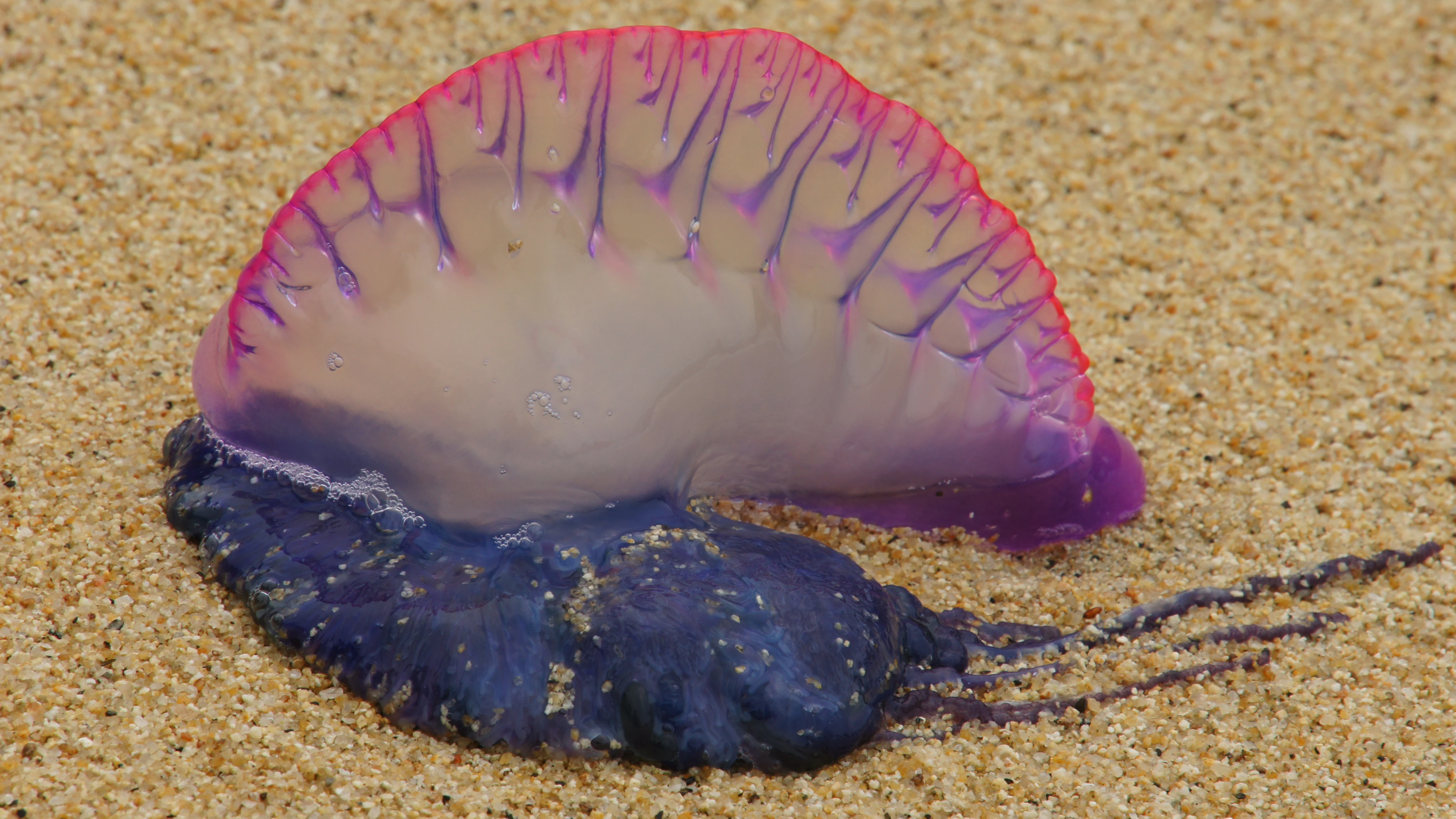 La carabela portuguesa (Physalia Physalis)