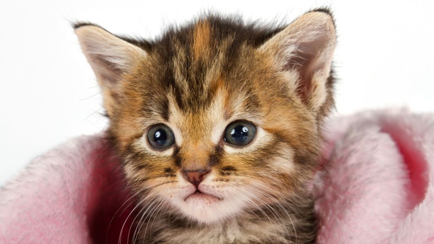 Imagen de archivo de un gato peque&ntilde;o