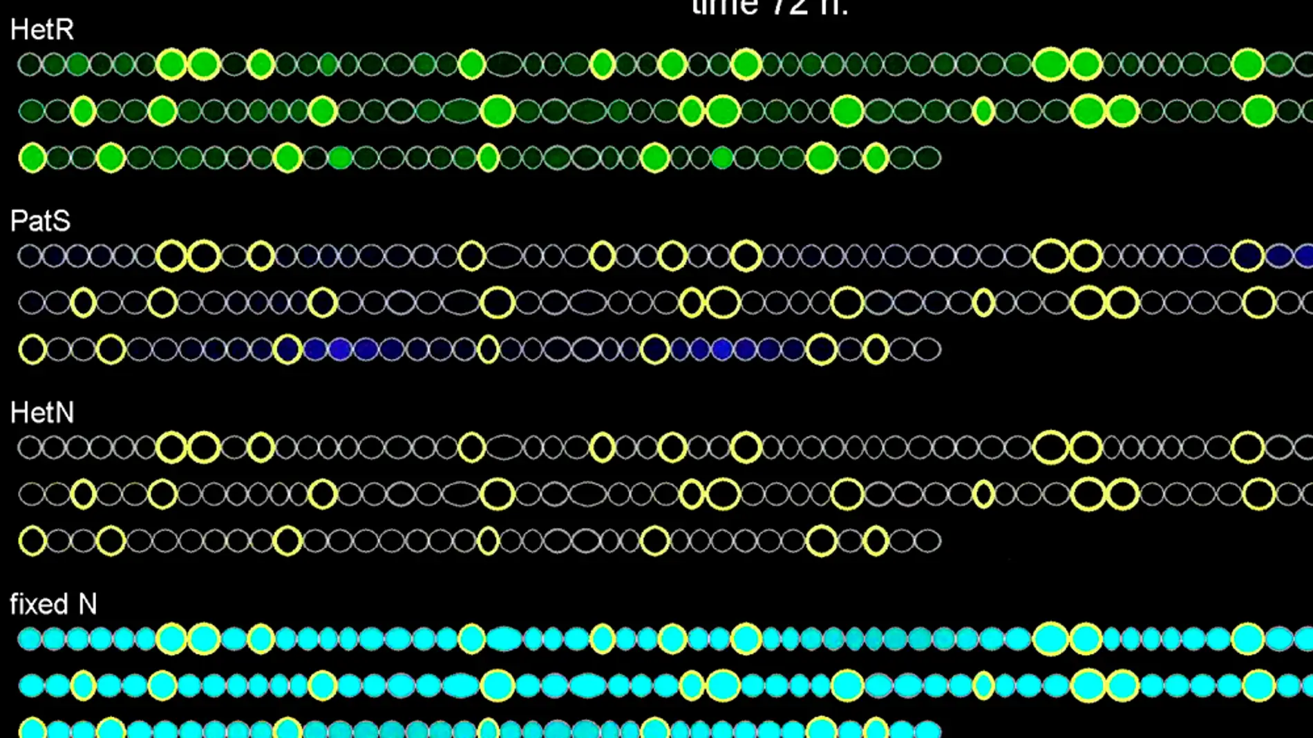 Simulación por ordenador