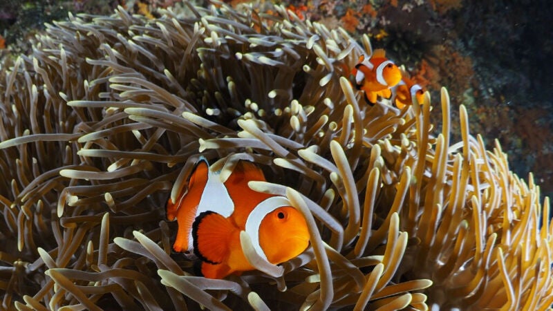 Los peces como Nemo también comparten casa en época de crisis