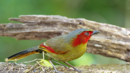 El ave 'Liocichla' El ave 'Liocichla'