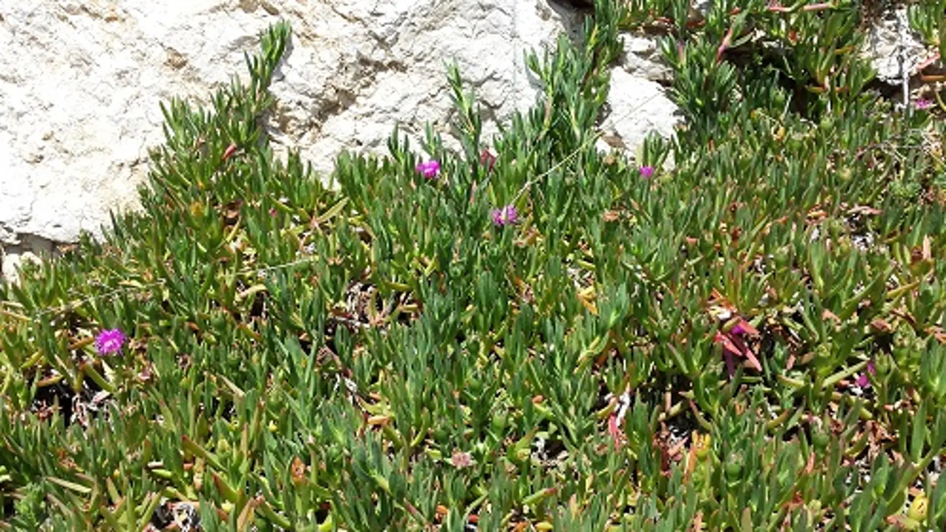 La planta Carpobrotus edulis (uña de gat