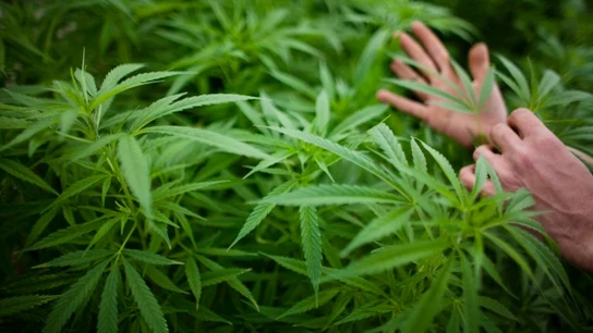 Según el CIS, el 90% de los españoles está a favor de su regulación para fines terapéuticos. Plantas de marihuana