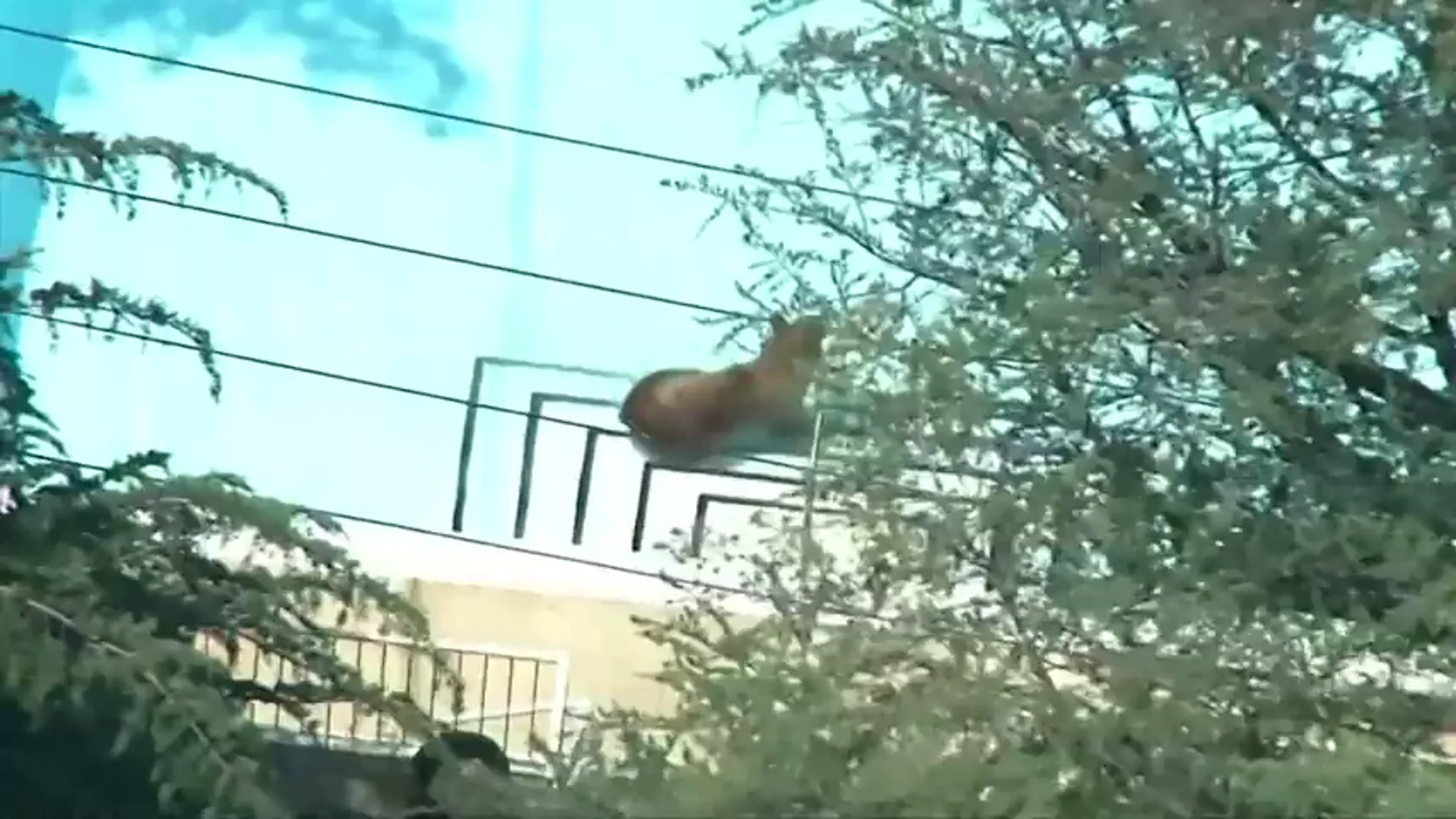 Frame 0.0 de: Un oso se cuela en la piscina de un barrio residencial en California para refrescarse